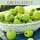 Farblack - GREEN APPLE 375 ml LIME
