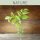 Farblack - NATURE 375ml SHAMROCK