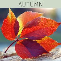 LINEA NATURA® Farblack - AUTUMN 2,5 L CRIMSON