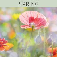 LINEA NATURA®  Farblack - Spring 1 L GOLDY